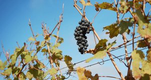 Woman's Hand Reaches Up to Grapes on Vine, Vineyard, Slow Motion 4K