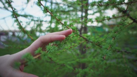 Close-up of female hand touches young needles on larch branch on warm spring day. Green foliage of this coniferous tree is very gentle and soft by feel.