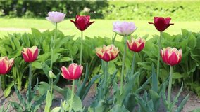Colorful and beautiful tulips are blossom.