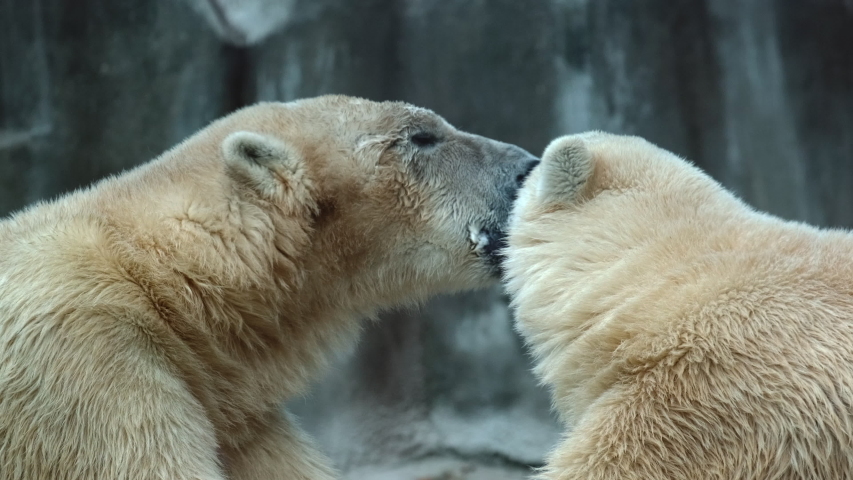 Two Polar Bear in love and kissing. Amazing Funny Romantic Rare moment. Animal mating Theme. ProRes 422 10 Bit mov. Love in the air. Royalty-Free Stock Footage #1042349221