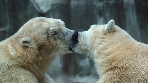 14 Pair_bears_love_heart Stock Video Footage - 4K and HD Video Clips |  Shutterstock