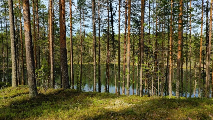 Aerial View of the Lake and Forest in Finland. Beautiful nature of Finland.