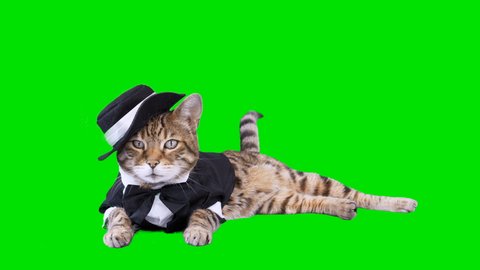 4K Bengal cat on green screen isolated with chroma key, real shot. Cat dressed up in tuxedo suit laying down looking around.
