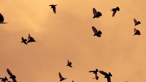 Flock of Birds in the Dramatic Sky. A flock of black birds in the dramatic sky. Gradually increasing the number of birds. Slow Motion at a rate of 480 fps