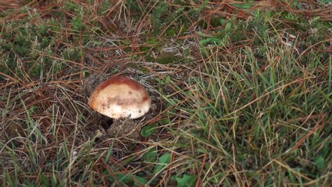 Lone brown mushroom in green grass strewn with red dry pine needles. Natural Food Ingredients in the Wild