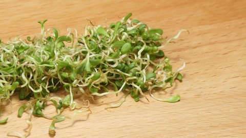 Pan and zoom out shot of lucerne alfalfa sprouts.