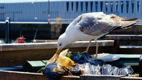 Seagull eating plastic in trash bucket to feed himself in polluted marine city, 4k