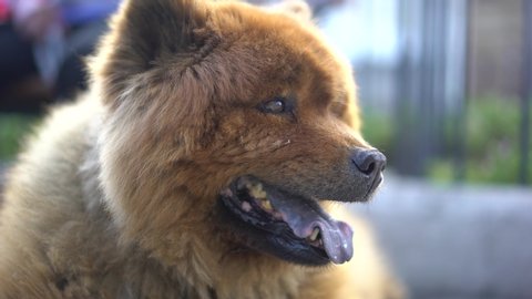 Chow chow puffy lion is a happy dog smiling in the park. Beautiful cute fluffy dog.