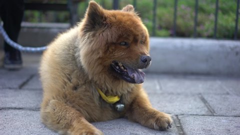 Chow chow puffy lion is a cute happy dog smiling in the park. Beautiful dog who looks like a bear.