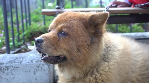 Chow chow puffy lion cute dog breed enjoying rest in the park. Beautiful cute fluffy puppy.