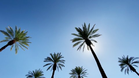 Camera looks up as it moves past rows a palm trees