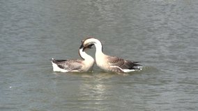 Two geese swim in the river video footage.