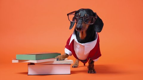 Cute dachshund dressed in red and white costume and glasses stands close to the pile of books, leaning on them with paw. Barks and runs out. Teaching or educating concept. Bright orange background.