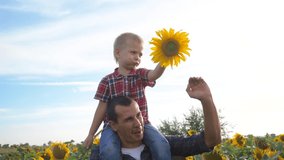 happy family concept father's day slow motion video.lifestyle father and son walk on the field of sunflowers farmers funny funny video. happy family dad man rolls around the neck of a little boy son