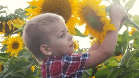 little boy lifestyle exploring a field with sunflowers happy family concept slow motion video . sniffs a flower of a sunflower funny video .blond boy farmer works in the field with sunflowers