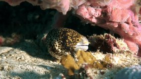 Spotted yellow Moray eel on coral reef on underwater seabed in marine life of Philippine Sea. Macro relaxing video about coral reef and wildlife in undewater sea and ocean life.