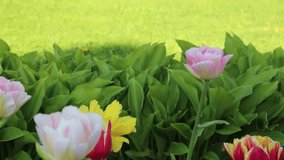 Tender colorful tulip flowers is blossom outdoor