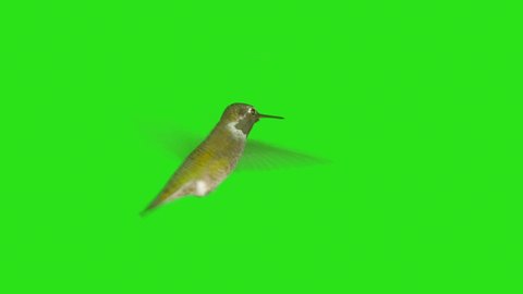 Real Humming Bird with Alpha Channel Matte mask in 4K
