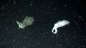 School flock of sea cuttlefish and squid underwater in the night waters of the ocean. Group fish of one species in underwater marine life world of Philippine Sea. Squba diving.