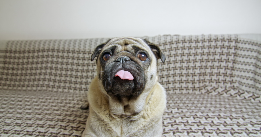 Cute pug rotating, tilting head very funny. Very exсited, surprised. Lying on sofa. Wide angle | Shutterstock HD Video #1042390672