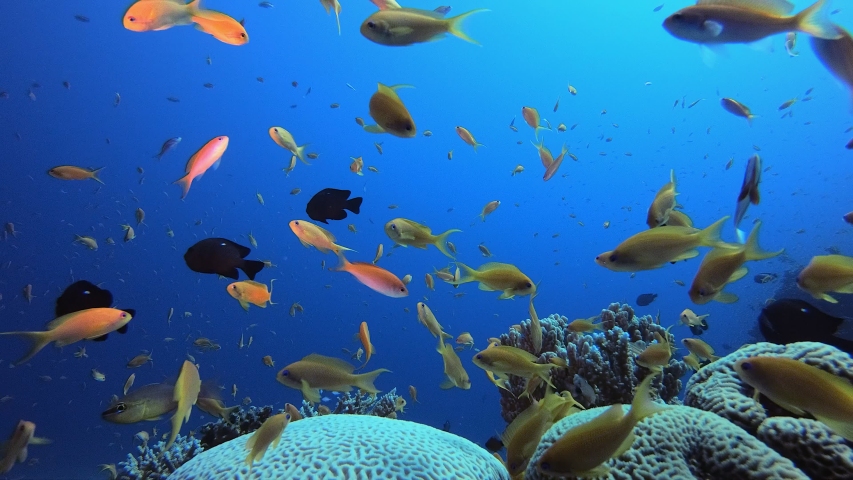 Red Sea Tropical Underwater Seascape. Tropical underwater sea fish. Underwater fish reef marine. Soft and hard corals. Underwater fish garden reef. Reef coral scene. Coral garden seascape.  | Shutterstock HD Video #1042395214