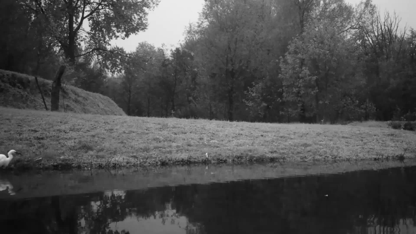 Single White Bird Alone in a Lake with Water Relfections in Black and White Video (Western Cattle Egret - Bubulcus Ibis). Water Animals and Nature FullHD Video.