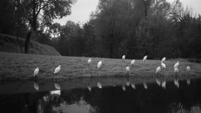 A Group of White Water Birds (Western Cattle Egret - Bubulcus Ibis) in a Lake by Night with Reflections on the Water. Water Animals and Nature FullHD Video.