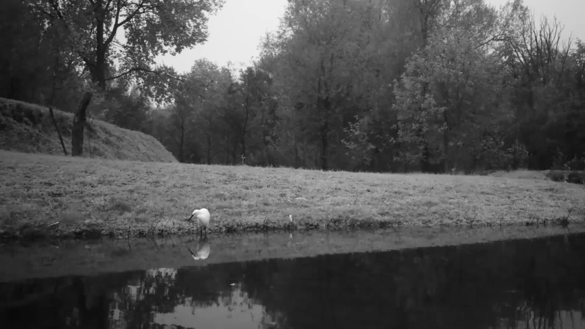 Single White Bird Alone in a Lake with Water Relfections in Black and White Video (Western Cattle Egret - Bubulcus Ibis). Water Animals and Nature FullHD Video.