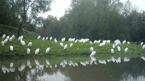 Big Flock of Western Cattle Egret (Bubulcus Ibis) in a Lake Shore in a Sunny Day. Water Animals and Nature FullHD Video.
