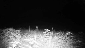 European Hare (Lepus Europaeus) eats grass and listen for predators in a meadow in the night. Nature and Animal in FullHD Videos.