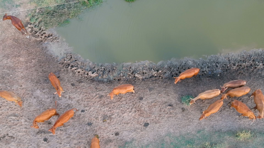 Aerial view of brown cattle Jersey drinkin in weir in Brazil