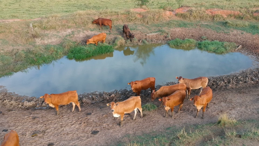Aerial view of brown cattle Jersey drinkin in weir in Brazil