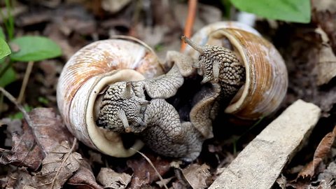 big snails in the wild   /  big snails in the wild act of reproduction