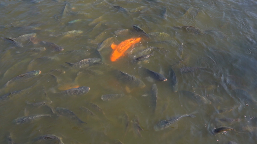 Feeding fish in pond, many fish nile tilapia eating food in farm agriculture, animal farm agriculture, organic farm animals in river, relaxing for tourist travel to feed and lookin fish 