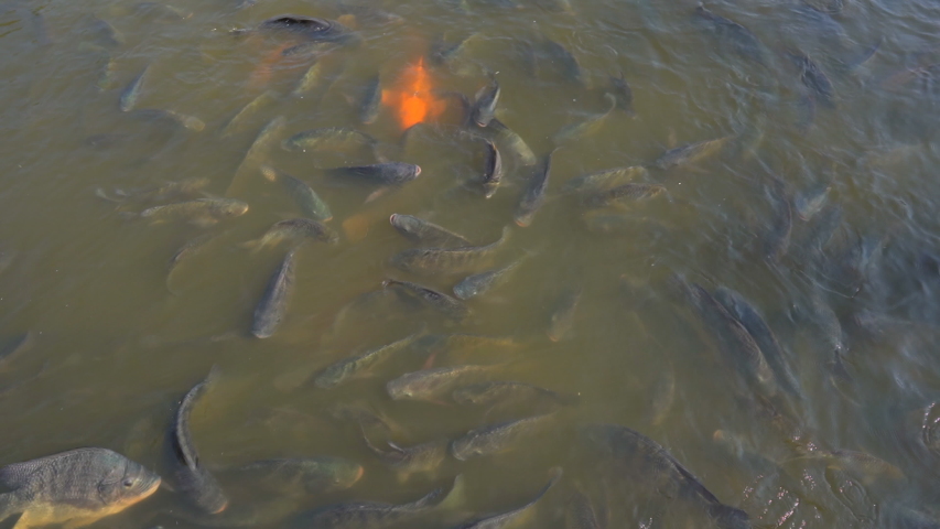 Feeding fish in pond, many fish nile tilapia eating food in farm agriculture, animal farm agriculture, organic farm animals in river, relaxing for tourist travel to feed and lookin fish 