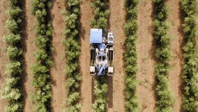 Olive Harvester passing over rows of Olive Trees and softly shaking and detaching the olives off the branches, Top down aerial footage of the process.