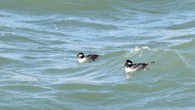 HD video of Ruddy Ducks swimming and diving for food in choppy water in the San Francisco Bay. The ruddy duck is a duck from North America and one of the stiff-tailed ducks.