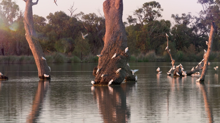 THE-MURRAY-RIVER Footage, Videos and Clips in HD and 4K - Avopix.com