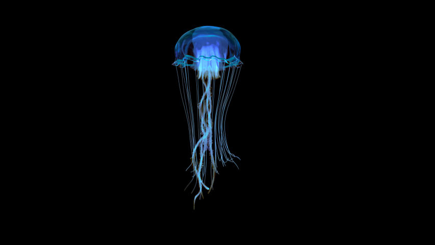 Blue jellyfish swimming in deep ocean shot on side view
4k footage with clean alpha channel You can see the enhanced detail and realism of the jelly fish, so the clips are usable for close-up shots