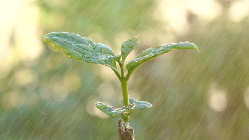 Jakke sæt ind Såvel Coffee Seeding in the Rain. Stock Footage Video (100% Royalty-free)  1042403005 | Shutterstock