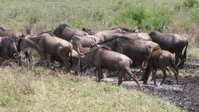 Herd of Wildebeest running. Landscape Serengeti, Waterhole. Stable and professional Footage in 4 K. Serengeti, Tanzania, Africa 