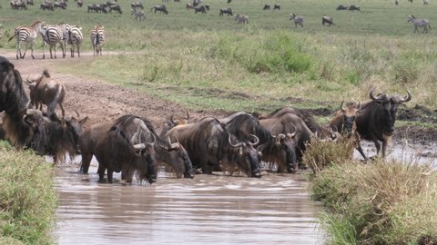 Wildebeest Herd drinking. Waterhole Serengeti. Stable and professional Footage in 4 K. Serengeti, Tanzania, Africa 