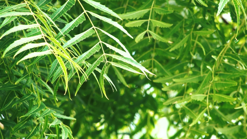 Fresh Natural Neem Tree Leaves Stock Footage Video (100% Royalty ...