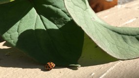ladybug underneath a leaf with other insects, hugs bugs and ladybugs.