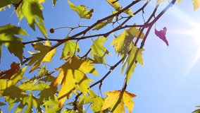 autumn leaves on the branch, sunny day with blue sky background