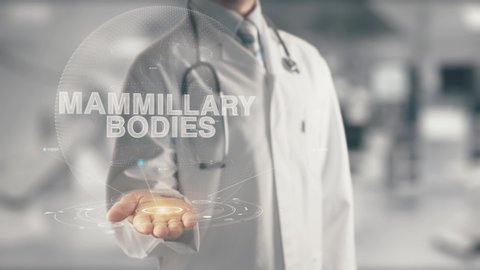Doctor holding in hand Mammillary Bodies
