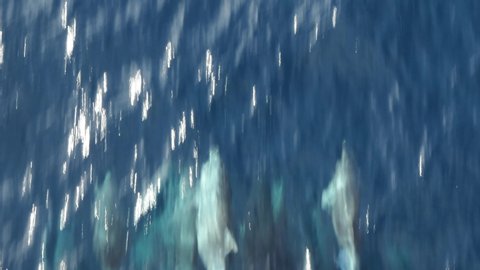 Dolphins in the ocean jumping in front of a moving ship filmed from above.