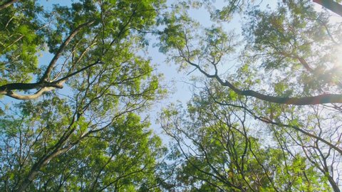 Looking up the green trees and shining sun in forest. 4K Slow motion Steadicam Footage.