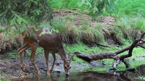 Roe deer in forest, Capreolus capreolus. Wild roe deer drinking water from the pond