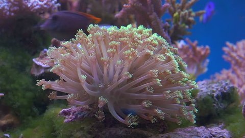 An Anemone on tropical coral reef.
